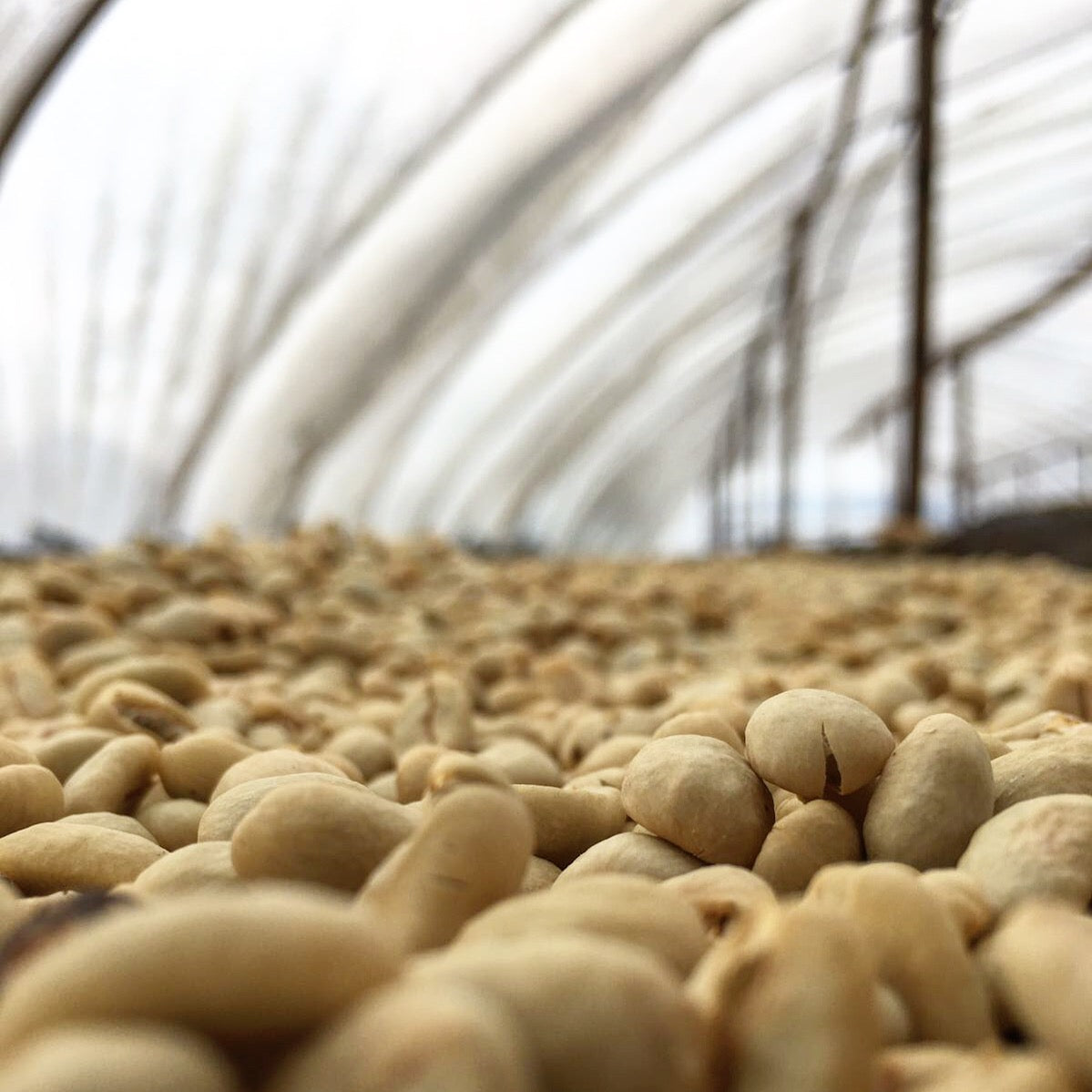 Honey 48 - Hands Koffee – handskoffee
